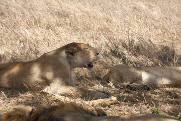 Ruhender Löwe mit leicht geöffnetem Maul in der Serengeti © Jane Be. The Picture