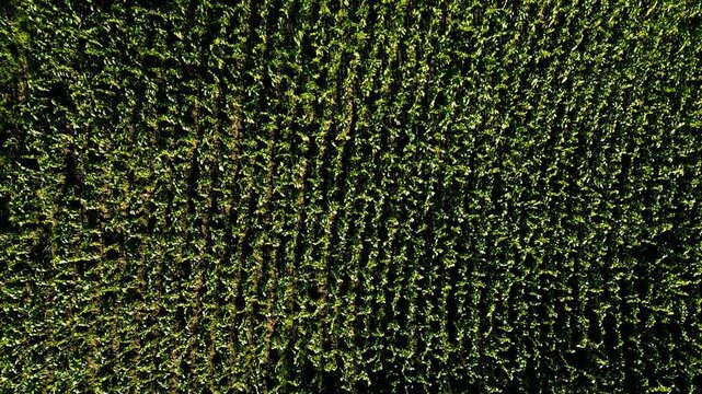 Drone footage overlooks orderly green crop rows on a steep cultivated hillside in Tungurahua, Ecuador. A neighboring plot, rural road and utility poles sit above a deep mountain valley, with clouds al