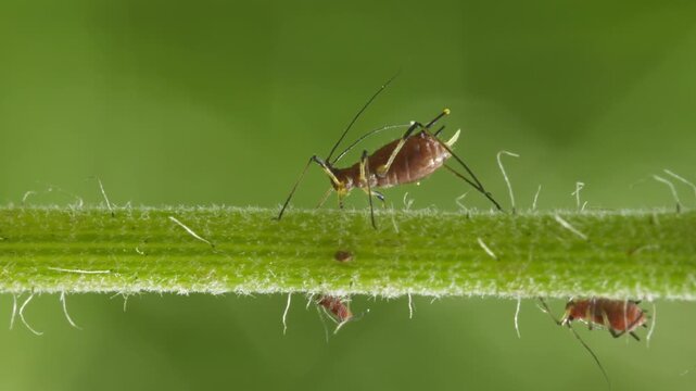 aphids hanging on a plant stem sucking