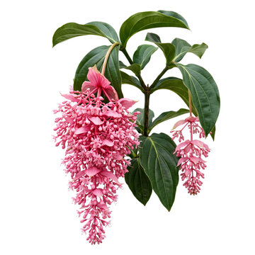 Magnificent Medinilla magnifica known as rose grape featuring large drooping pink flower clusters and broad green leaves isolated on transparent background for graphic design