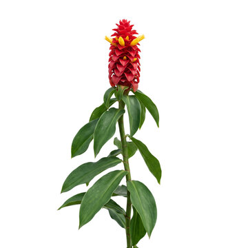 Costus barbatus red spiral ginger tall spiraling red flowers with yellow tips isolated on transparent background, exotic tropical plant with green leaves for modern botanical graphics