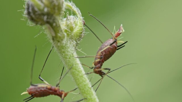 aphids hanging on a plant giving live birth