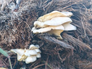 mushrooms in the snow © Saiful