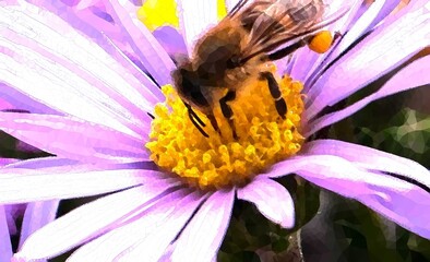 Macro shot of a honey bee collecting nectar and pollen from a purple aster flower with a yellow center. Beautiful nature scene of spring pollination. © Setyo