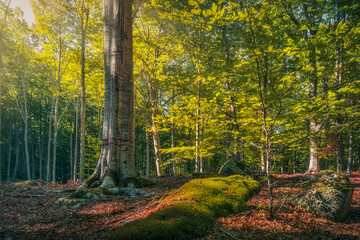 Naklejka premium Beech Tree in Autumn Forest of Monte Amiata Tuscany