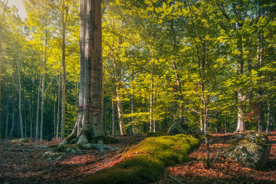 Beech Tree in Autumn Forest of Monte Amiata Tuscany