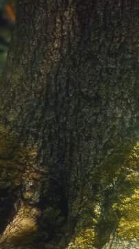 A large tree trunk shows detailed bark patterns and moss growth. Sunlight shines on the trunk, highlighting its texture. Green plants grow nearby in the forest.
