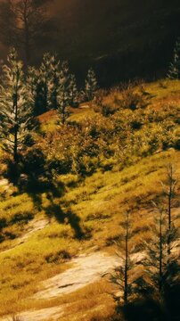 Sunlight shines on a grassy hillside in nature. Small trees stand among the lush green grass and scattered shrubs. Shadows are cast on the ground as the sun sets.