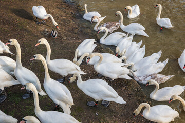 A large flock of swans approaching the bank of River Great Ouse in Bedford, UK © I-Wei Huang
