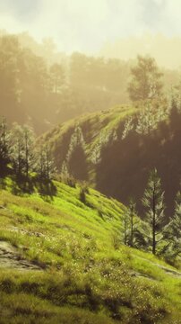 Sunlight streams through trees and illuminates green hills in a forest setting. Wildflowers dot the landscape, creating a natural view during early morning hours in a serene location.