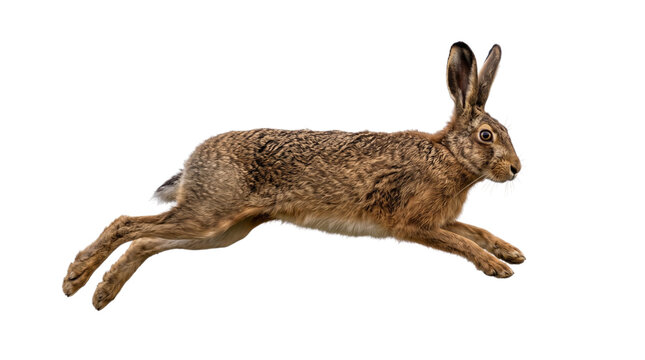 A brown wild hare running fast on a plain white background