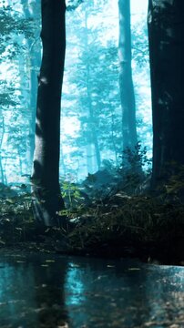 A forest with tall trees and light mist. The ground is wet with water, and the light is soft and diffused. Plants grow around the trunks, creating a natural setting.