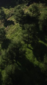 A hillside is covered with olive trees casting long shadows. The green grass is visible, and the sunlight highlights the landscape. This scene shows the natural beauty of the area.