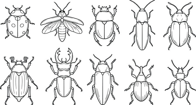 Beetle and insect collection black line art vector set featuring ladybug stag beetle weevil and various bugs isolated on white