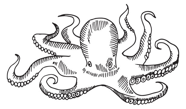 A black and white drawing of an octopus with its tentacles spread out