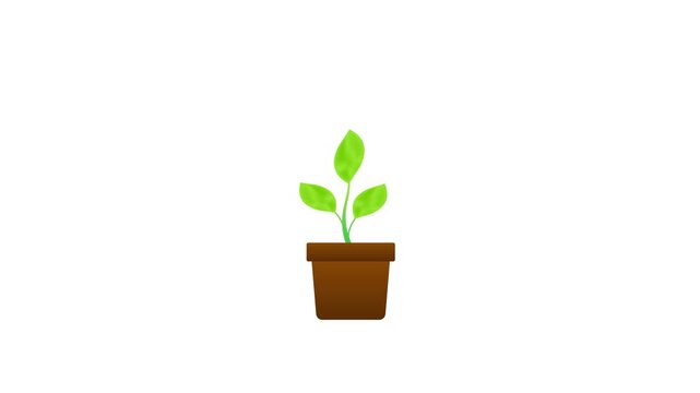 Money tree growing a golden dollar coin animation