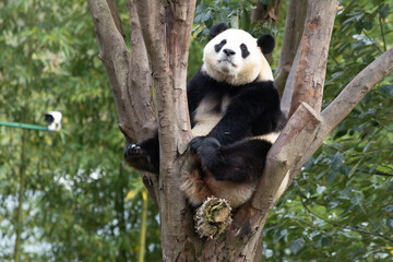 Cute Panda Returned from South Korean, Fu Bao, Relaxing on a Tree Branch © foreverhappy