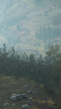 Fog covers a landscape of mountains and trees in the early morning. The soft light creates a shadowy view of the forest and hills. Nature is alive with colors and textures.