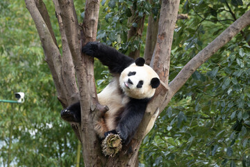 Cute Panda Returned from South Korean, Fu Bao, Relaxing on a Tree Branch © foreverhappy