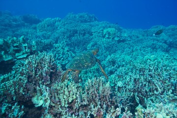 Green sea turtle swimming over a coral reef near Hawaii © willtu