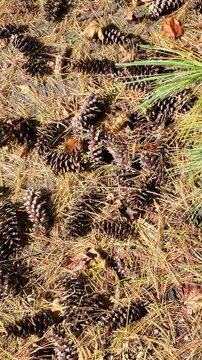 Scattered Pine Cones and Dry Needles on a Forest Floor