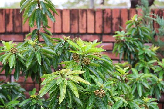 Golden Penda tree is planted along the red brick fence. Rak Raek Phop (Ixora) flowers have already faded, leaving behind small, round fruits. New growth appearing reddish-brown. Xanthostemon chrysanth