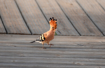 Closeup of a Eurasian Hoopoe (Upupa epops) with its crest erected, Algarve, Portugal © Luis
