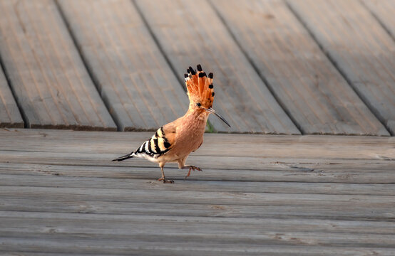 Closeup of a Eurasian Hoopoe (Upupa epops) with its crest erected, Algarve, Portugal