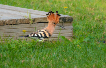 Resident Eurasian Hoopoe (Upupa epops), known locally as Poupa, Algarve, Portugal © Luis