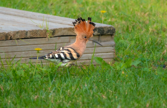 Resident Eurasian Hoopoe (Upupa epops), known locally as Poupa, Algarve, Portugal
