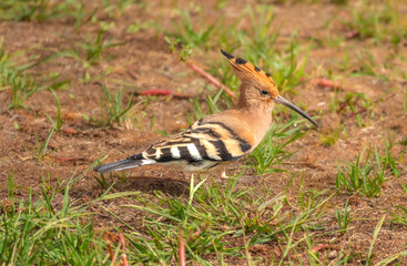 Cinammon-colored Eurasian Hoopoe (Upupa epops), known locally as Poupa, Algarve, Portugal © Luis