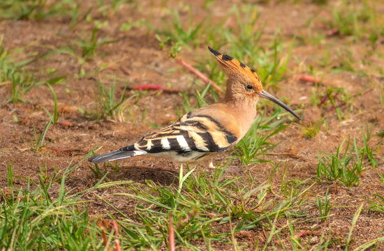 Cinammon-colored Eurasian Hoopoe (Upupa epops), known locally as Poupa, Algarve, Portugal