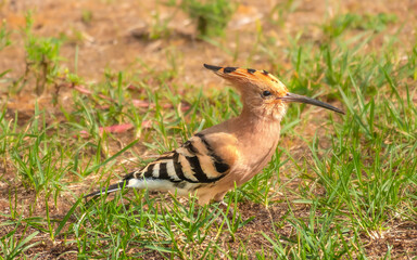 Hoopoe (Upupa epops), known locally as Poupa, Algarve, Portugal © Luis