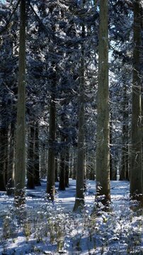 Tall trees stand in a forest covered with snow. The ground is white and plants peek through the snow. The scene shows a clear winter day with bright light shining through the trees.