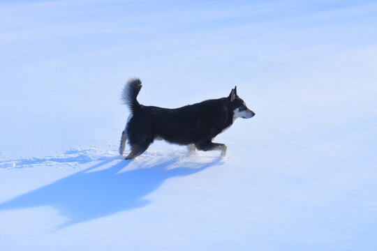 Husky dog ​​running in the snow, white background, energetic pet.