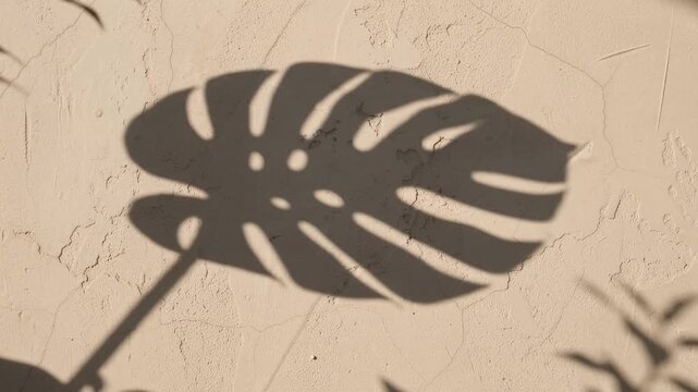 Moving Monstera leaf shadow slowly dances on a textured beige wall background