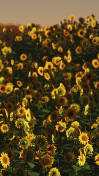Sunflowers fill a large field under the morning light. The flowers are bright and face different directions. The scene shows nature in a rural area with many rows of sunflowers.
