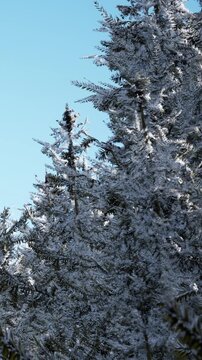 Tall trees with snow on their branches stand against a bright blue sky. The scene shows the beauty of nature in winter with a clear and sunny day.