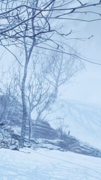 A snowy scene shows bare trees in a remote location. Snow covers the ground with some tracks visible. The sky is gray, and the atmosphere feels cold and quiet.