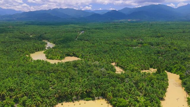 Aerial view of a winding muddy river flowing through a lush palm oil plantation with distant mountains in Langkat, North Sumatera, Indonesia.