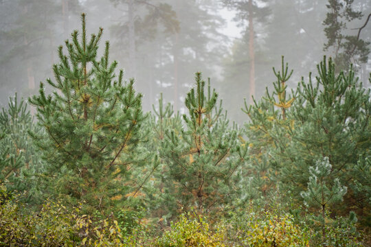Young pine trees with dense needles grow among deciduous shrubs in a foggy clearing, illustrating juvenile conifer growth and woodland development in reduced visibility