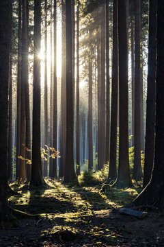 Sunbeams breaking through tall tree trunks in a dense spruce forest, bright sunstar effect