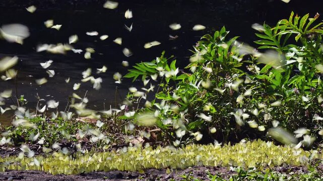 A group of beautiful yellow butterflies flying and perched to eat food and mineral water on the floor outdoors in the natural forest. Beauty in nature of butterfly species in Thailand in the wildlife.