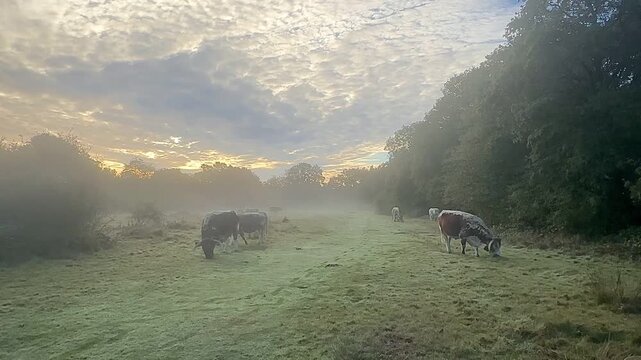 Serene Sunrise Grazing: Longhorn Cattle in Atmospheric Epping Forest Mist