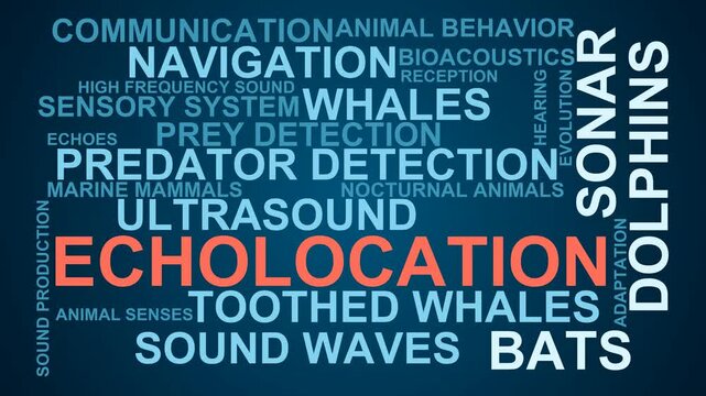 Echolocation Word Cloud