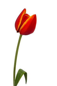 Red, orange and yellow tulip