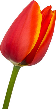 Red, orange and yellow tulip