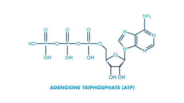 Adenosine triphosphate ATP molecule chemical structure animation
