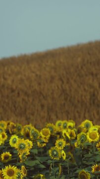 Sunflowers bloom in a large field with a dry hillside in the background under a clear sky. This scene shows natures bright colors during a sunny day.