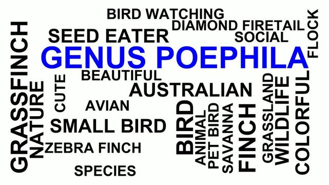 Genus Poephila Word Cloud